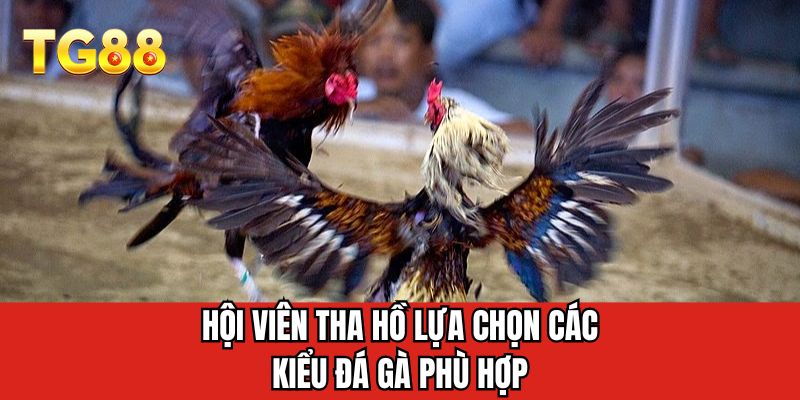 Hội viên tha hồ lựa chọn các kiểu đá gà phù hợp 