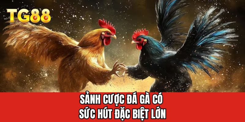 Sảnh cược đá gà có sức hút đặc biệt lớn 